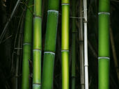 Bamboo rising as a sustainable alternative to timber