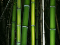 Bamboo rising as a sustainable alternative to timber