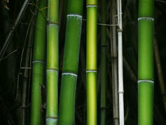 Bamboo rising as a sustainable alternative to timber