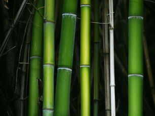 Bamboo rising as a sustainable alternative to timber