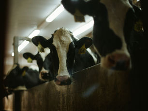 Vaca en transición recibiendo manejo nutricional y sanitario en establo.