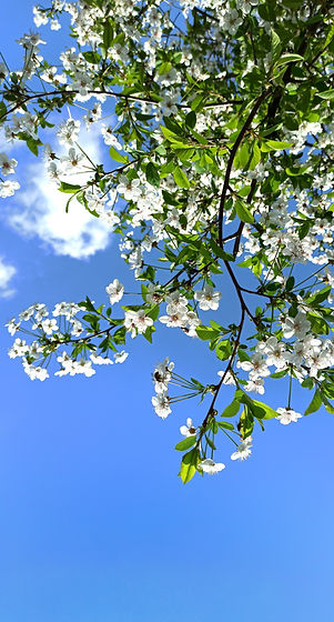 Image by Aamyr