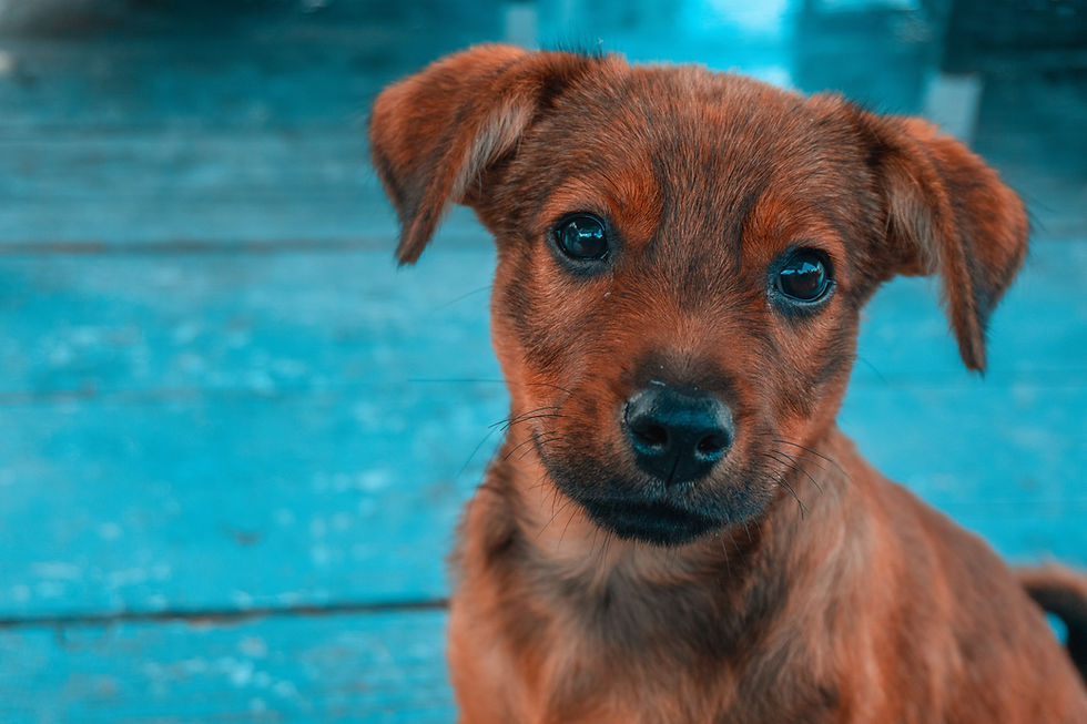 Puppy