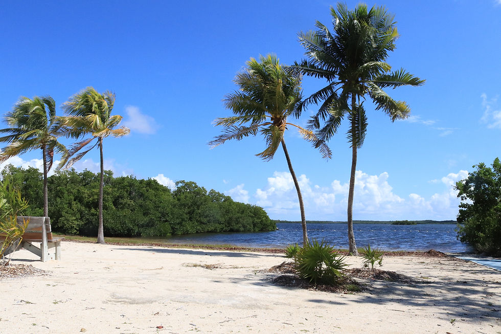 Palm trees beside blue coastal waters