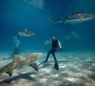 Image by Gerald Schömbs