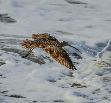 Curlew