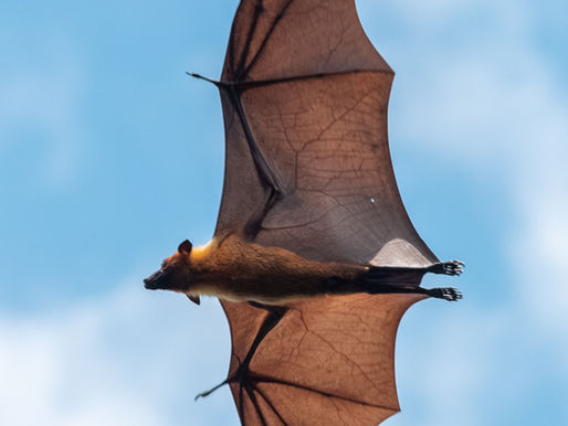 Bat. Shidonna Raven Garden & Cook