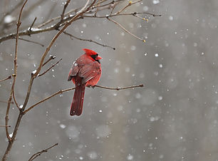 Image by Chris Chow