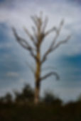 Image by Chris van de Ridder