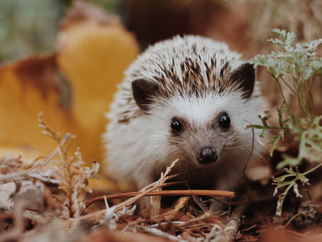 Our Hedgehog (Again)