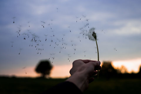 Dandelion