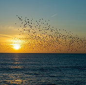 Image by Rhys Kentish