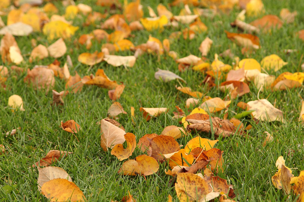 Raking up debris on a lawn