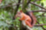 Forest story walk in conjunction with Glens Red Squirrel Group