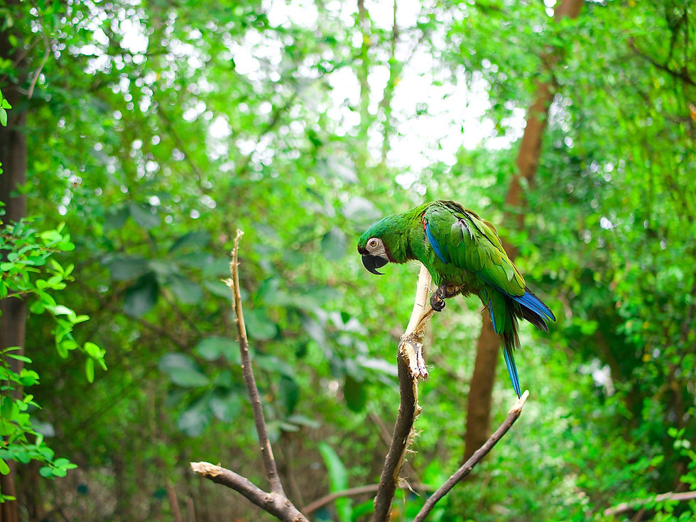 Amazon rain forest and bird
