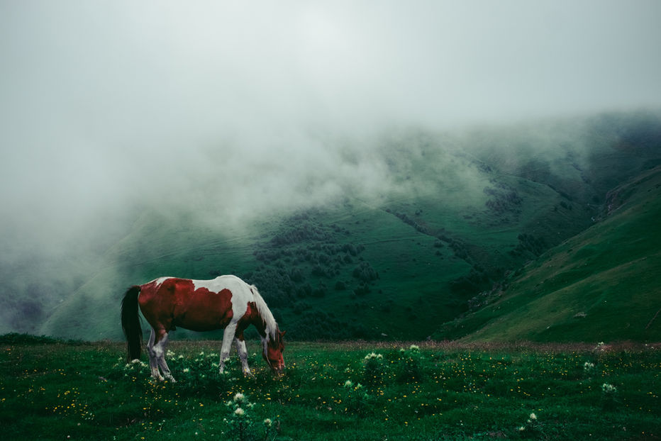 Image by Timur Kozmenko