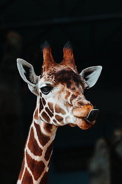 Image by Andy Holmes