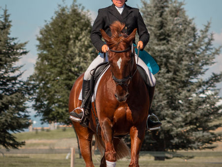 Chestnut horse in a dressage arena