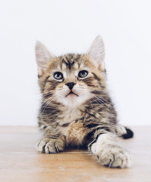 Image by The Lucky Neko