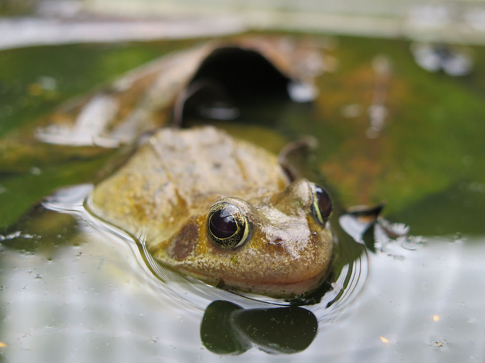 Pools & Ponds! - Sept 19th