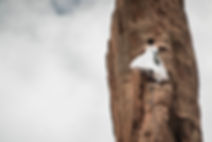 Image de Dylan Siebelink