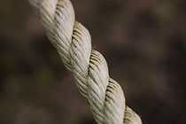 Image by Gwen Weustink