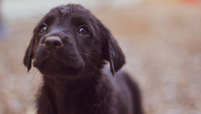  [每週星座運勢] 2024/10/6-10/12｜小龜的塔羅牌世界