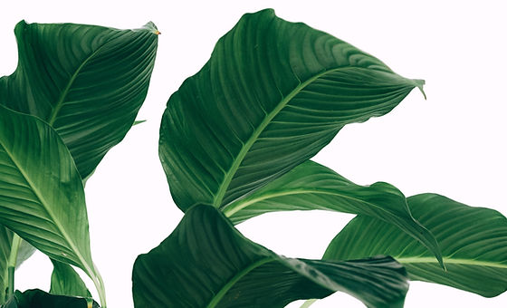 Image by Mitchel Lensink