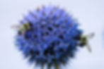 Bee More Resilient 1st February 2022