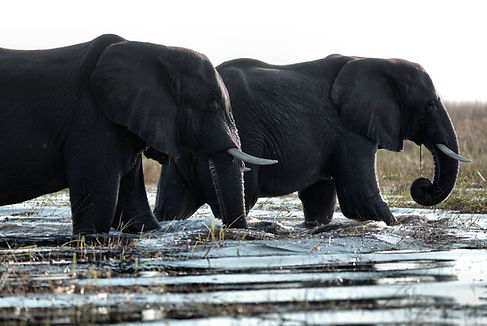 Image by Wynand Uys