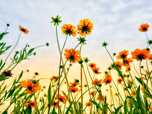 How Gratitude Grows
