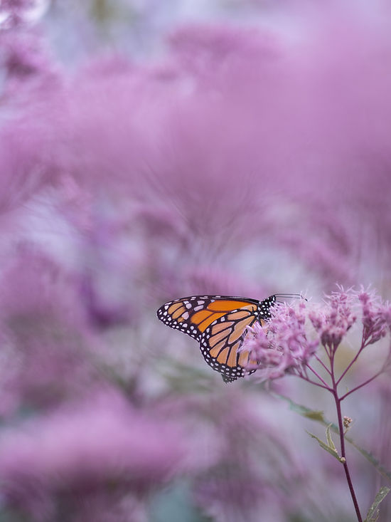 Image by Aaron Burden
