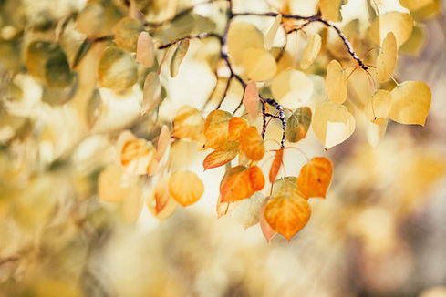 Image by Katie Moum