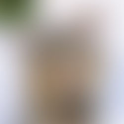 Ear Hematomas in Cats