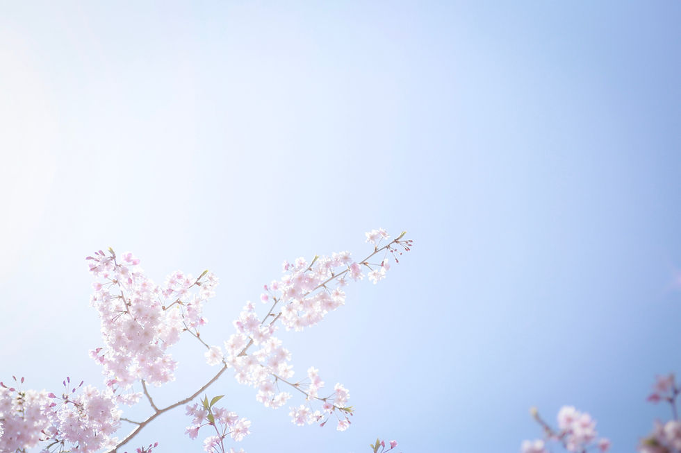 Image by Kumiko SHIMIZU