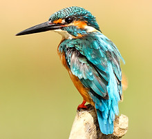 Image by Boris Smokrovic
