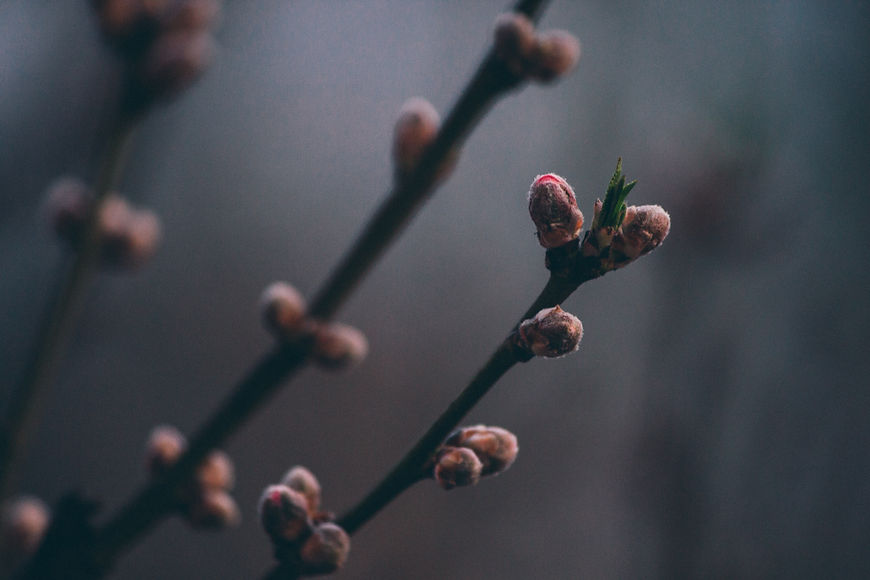 Image by Anthony Ievlev
