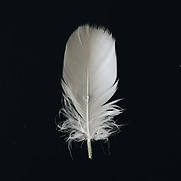Image by Evie S.