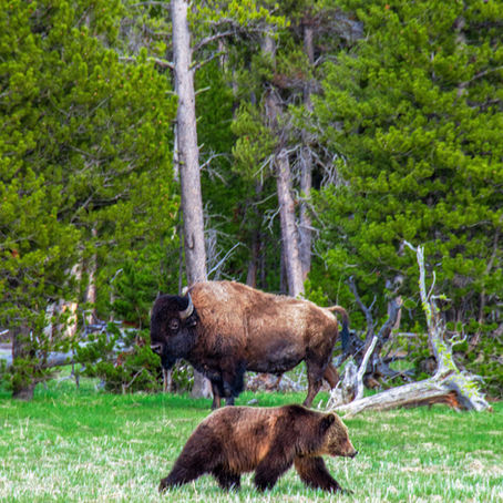 The Ultimate Packing List for Your Yellowstone Adventure: A Guide for Travelers