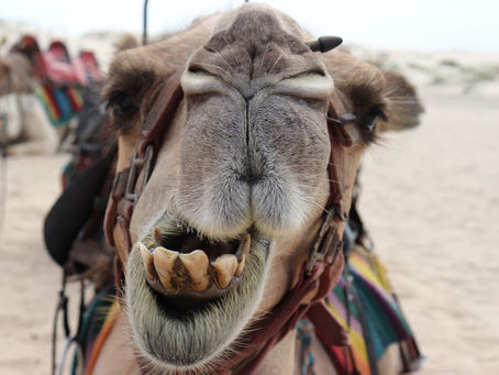 Camel Milk