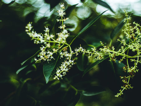 Do you know what is Moringa oil?