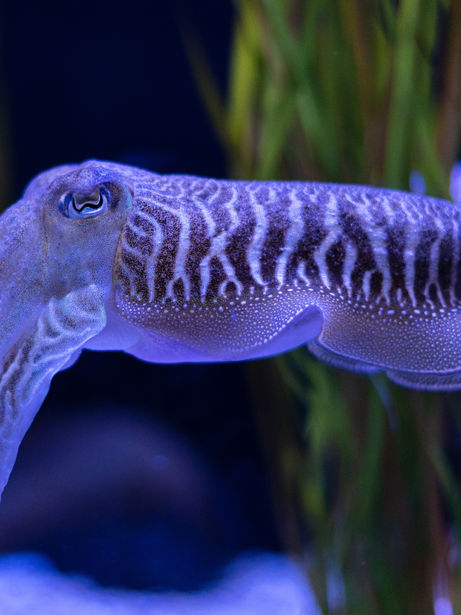 All About: Cuttlefish