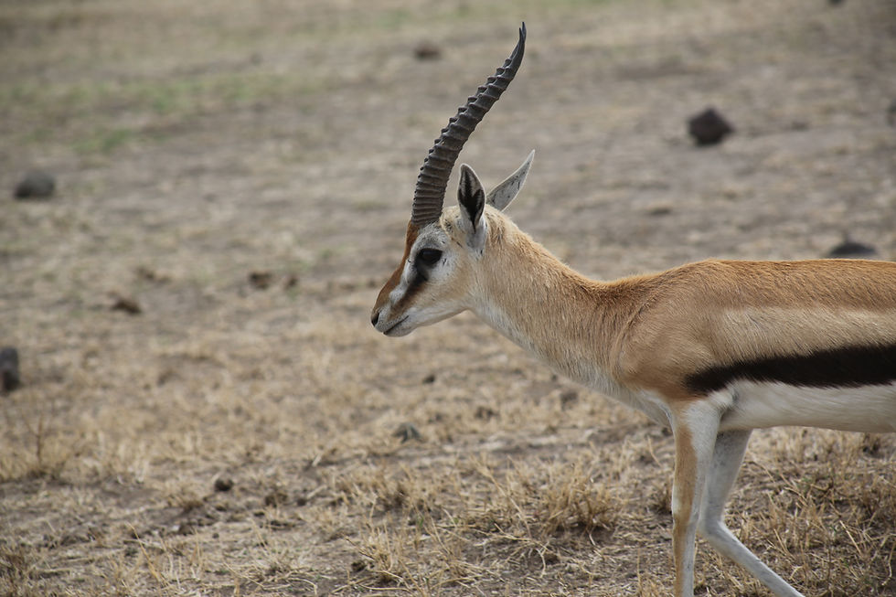 Book your trip to East Africa in Three Steps,