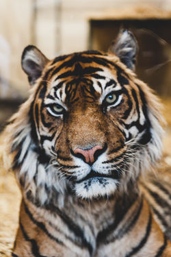 Image by Ian Robinson