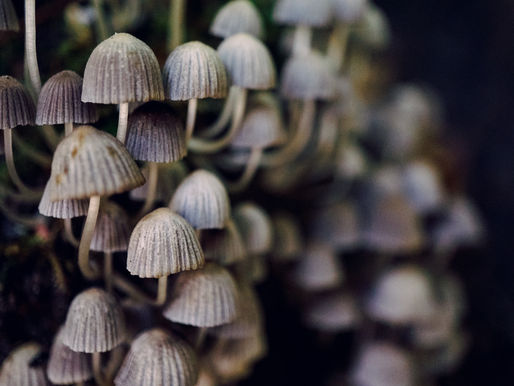 Gardening tips to avoid fungus during summer