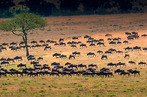 5 Day Serengeti Great Migration safari tour