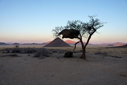 Image by Johann Muller