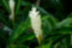 Crisp close-up of a white flowering ginger plant, featuring delicate white petals amidst vibrant green tropical leaves.