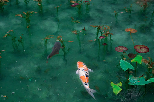 Image by Sora Sagano