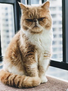 Grumpy-looking brown and white cat sits on a windowsill with a cityscape background, giving an impression of displeasure.